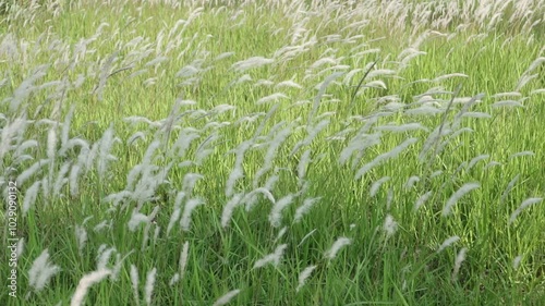 cogon grass or ilalang flowers sway in the wind, nature scene in summer. photo