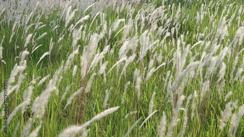 cogon grass or ilalang flowers sway in the wind, nature scene in summer. photo