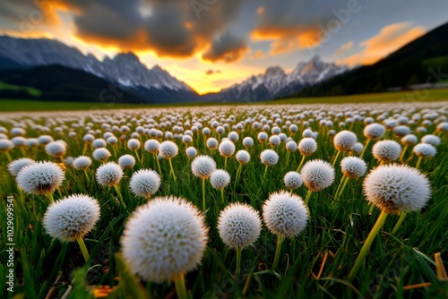 A field of magical Pritzelago Alpina plants, where the flowers sing softly in the breeze, and their petals glow in the early morning light, creating an otherworldly spring landscape photo