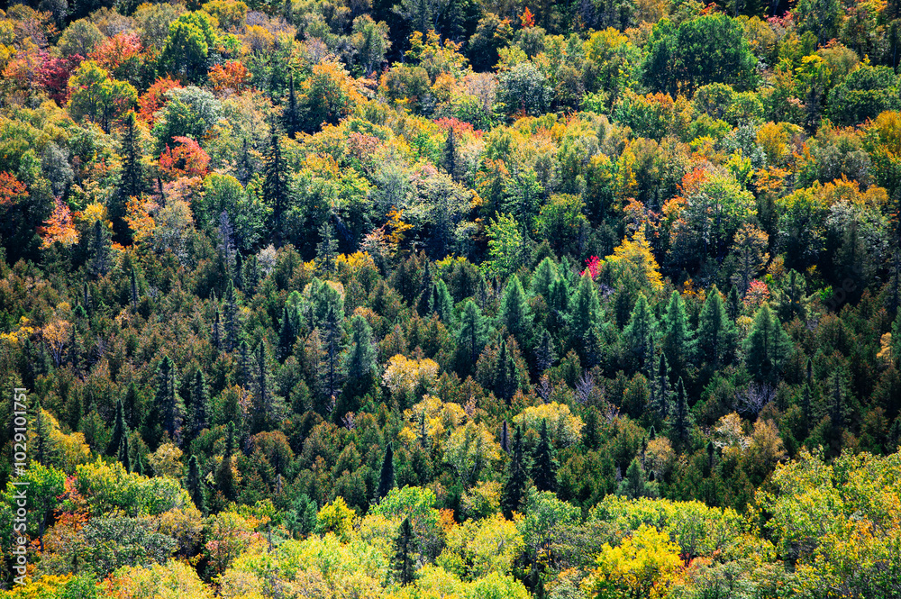 Coniferous trees among a forest of deciduous trees in autumn Coniferous trees among a forest of deciduous trees in autumn