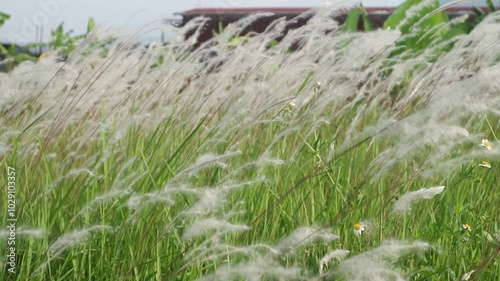 cogon grass or ilalang flowers sway in the wind, nature scene in summer. photo