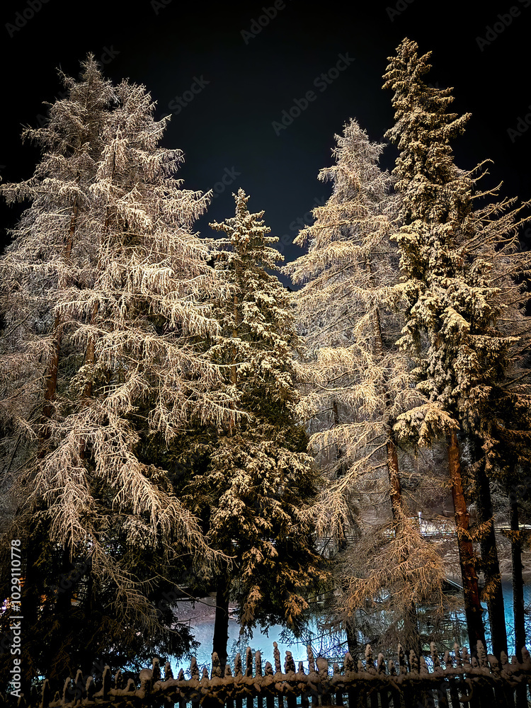 Illuminated fir trees covered with snow at night against dark sky
