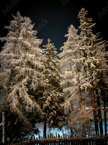Illuminated fir trees covered with snow at night against dark sky