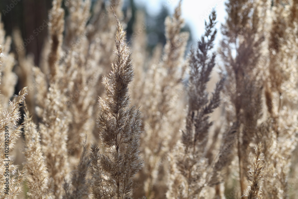 Fototapeta premium Blades of grass flutter in the wind