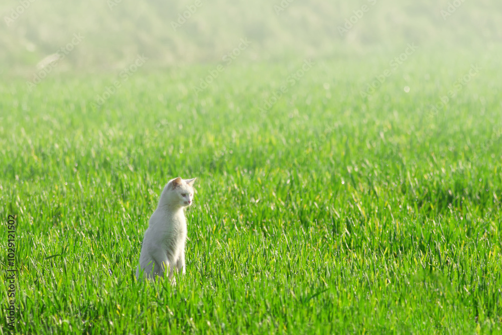 Stray Cat Stalks Prey in Lush Green Meadow Stray Cat Stalks Prey in Lush Green Meadow