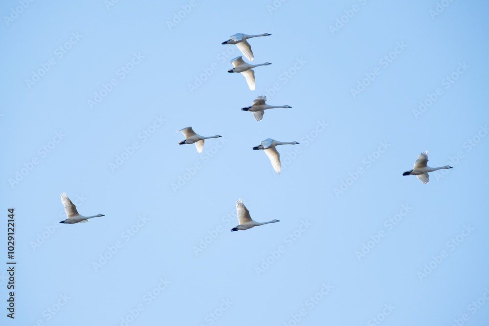 川島町白鳥飛来地の白鳥 埼玉県比企郡川島町 川島町白鳥飛来地の白鳥 埼玉県比企郡川島町