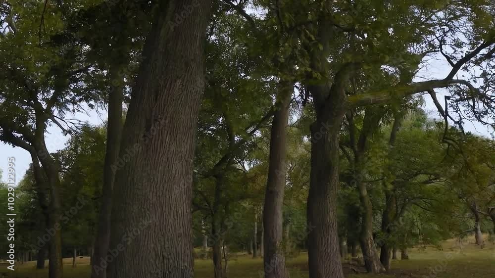 Trees moved by the blowing wind. Forest in a national park.