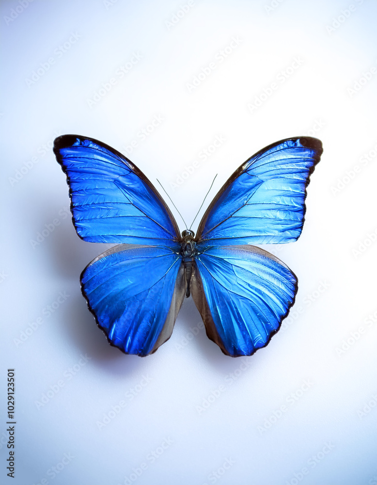 Fototapeta premium a blue butterfly, isolated on white background