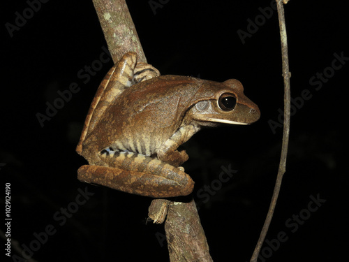 Boana raniceps photo