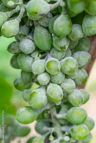 Erysiphe necator  on grape photo