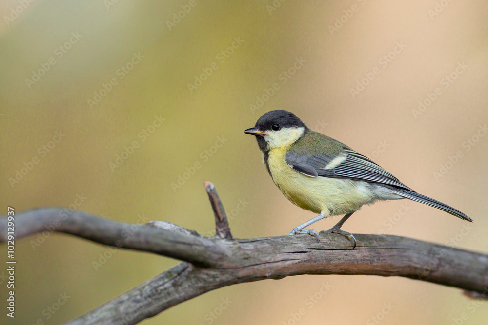 A bird from the genus of Great Tits sits on a branch.