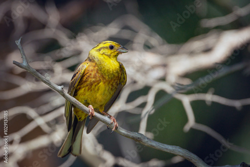 Yellowhammer, Emberiza citrinella. A bird sits on a branch photo