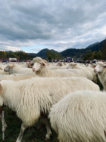 Farm of the Sheep