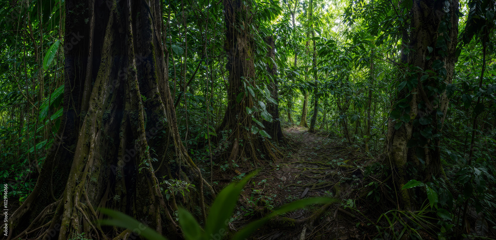 Deep tropical rainforest Deep tropical rainforest