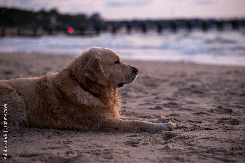 golden retriever lying on sand on the shore of the baltic sea at sunset golden retriever lying on sand on the shore of the baltic sea at sunset