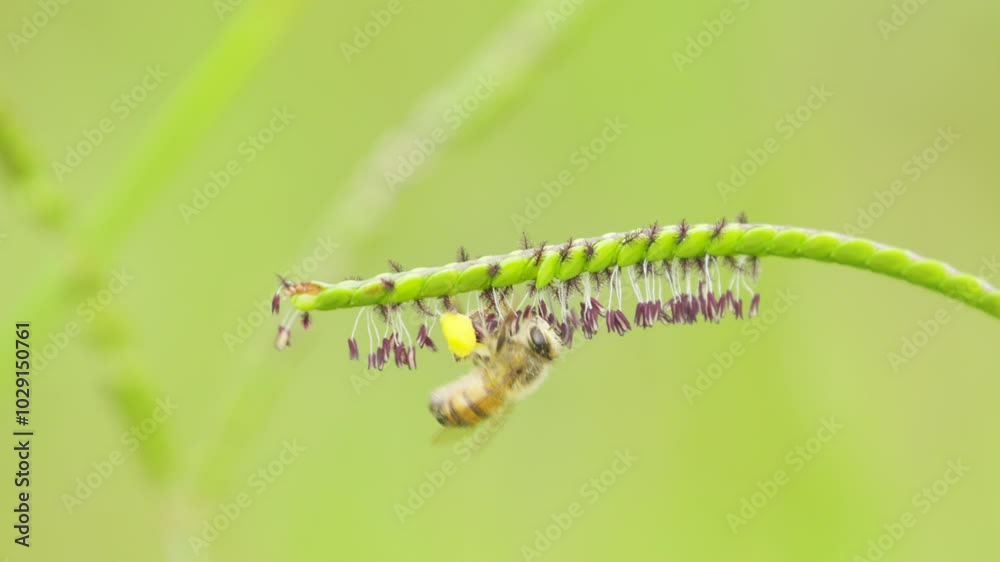 closeup of bee hanging from grass spikelet (Paspalum distichum). Bee corbiculae full of pollen. Shot in slow motion closeup of bee hanging from grass spikelet (Paspalum distichum). Bee corbiculae full of pollen. Shot in slow motion