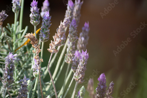 Lavender flowers blooming in the garden, close-up
Leaves, fruits, flowers, seeds of the plant known as Lavender (Lavandula dentata) photo