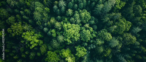 Aerial View of Lush Green Forest Canopy