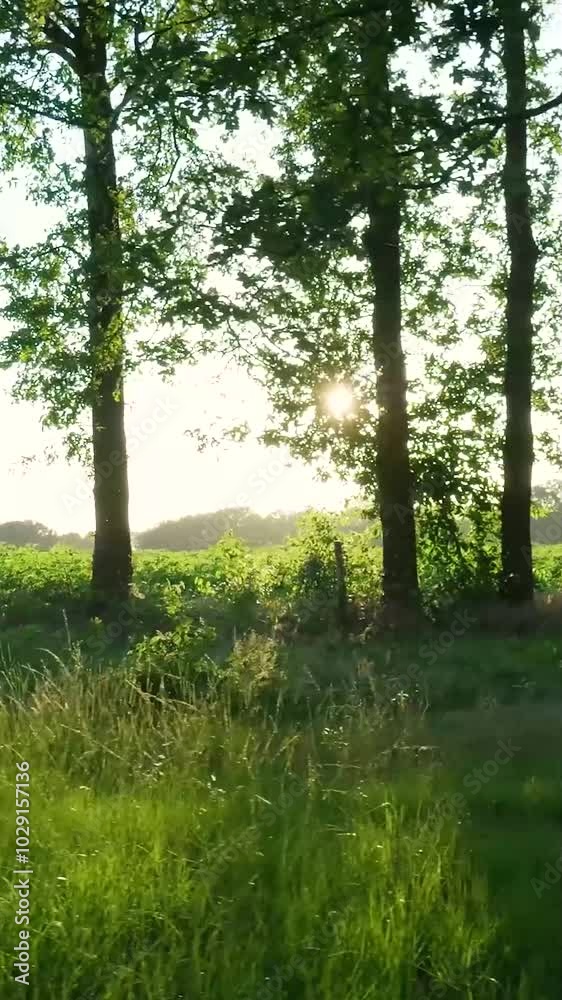 Sun shining through birch trees in a field Sun shining through birch trees in a field