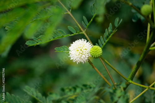 Leaves, fruits, flowers, seeds of Leucaena (Leucaena leucocephala) being pollinated by Trigona spinipes photo