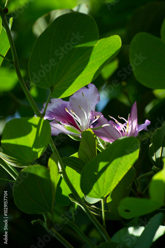 Leaves, fruits, flowers, seeds of the tree known as pata-de-vaca (Bauhinia variegata) photo