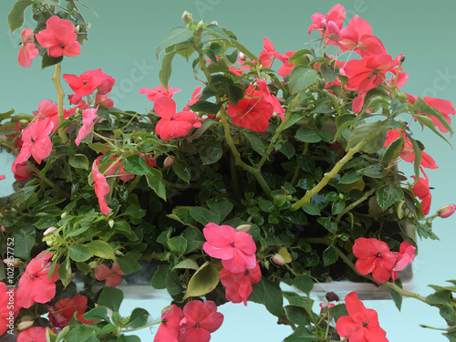 Lush Pink Impatiens Flowers in Full Bloom with Vibrant Green Foliage