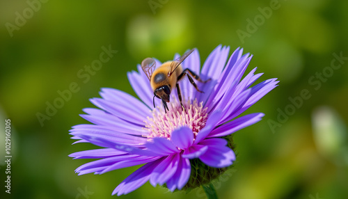 Macro of a bee on a cornflower centaurea cyanus blossom