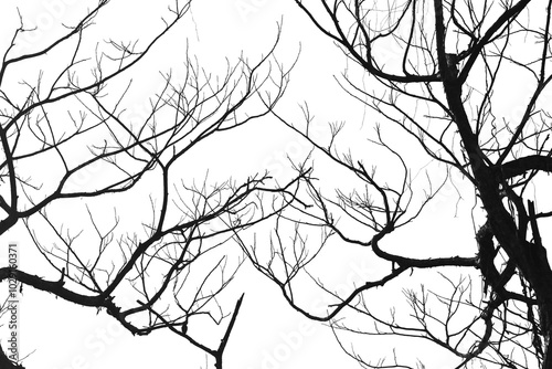 Dead branches , Silhouette dead tree or dry tree on white background with clipping path.