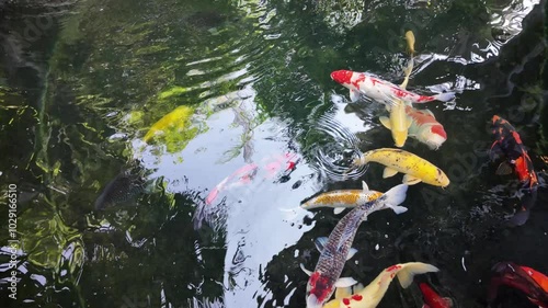Colorful koi fish swimming in the clear water outdoors. kohaku or Japanese Koi Kohaku Fish, Aquatic animals for raising beauty