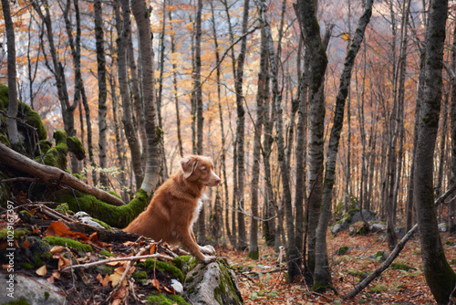 A Nova Scotia Duck Tolling Retriever sits on a rock surrounded by autumn trees in the forest. The peacefulness of the woods and the colorful foliage create a serene environment.