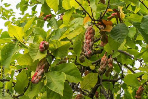 Fototapeta Naklejka Na Ścianę i Meble -  Magnolia tree seeds pods.  Large cone-shaped fruits of red color.