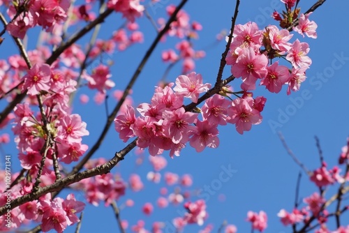 Pink blossoms flourish against a clear blue sky in springtime celebration of nature