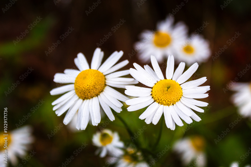 Obraz premium Two beautiful flowers with white petals with a blurred background