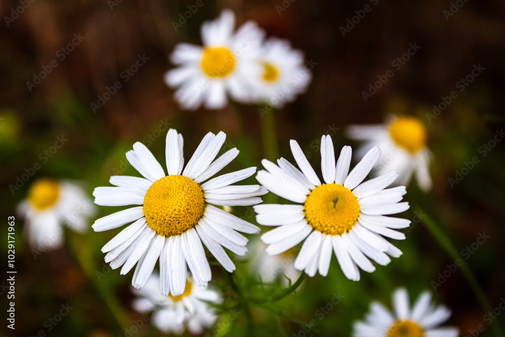 Two beautiful flowers with white petals with a blurred background. Two beautiful flowers with white petals with a blurred background.