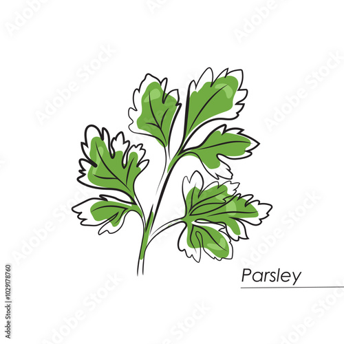 green parsley isolated on white background, modern vector illustration with green parsley leaves and black outline,design element for menu,food poster, card