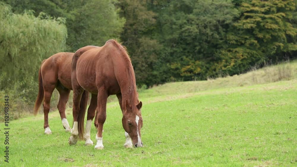 Brown horses grazing in a pasture in the rural countryside during a rainy day, forest trees background, slow motion video Brown horses grazing in a pasture in the rural countryside during a rainy day, forest trees background, slow motion video