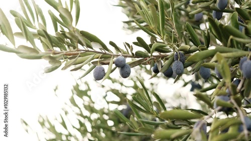 Olive tree with the olive