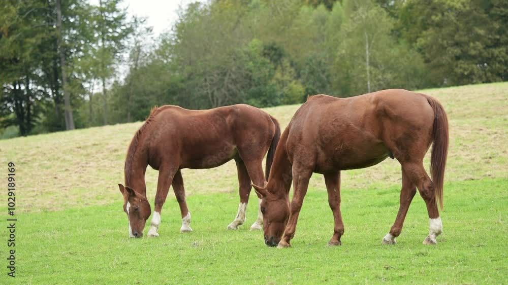 Two brown horses grazing in a pasture in the rural countryside during a rainy day, forest trees background, slow motion video Two brown horses grazing in a pasture in the rural countryside during a rainy day, forest trees background, slow motion video