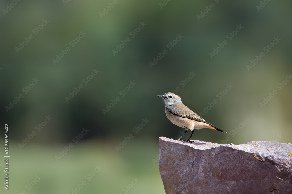 red-tailed wheatear (Oenanthe chrysopygia), also known as the rusty-tailed wheatear, Persian wheatear or Afghan wheatear at Desert National Park in Rajasthan, India red-tailed wheatear (Oenanthe chrysopygia), also known as the rusty-tailed wheatear, Persian wheatear or Afghan wheatear at Desert National Park in Rajasthan, India