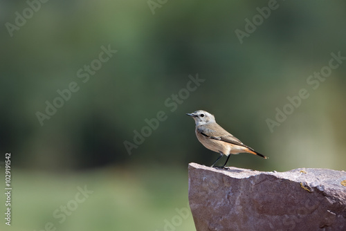 red-tailed wheatear (Oenanthe chrysopygia), also known as the rusty-tailed wheatear, Persian wheatear or Afghan wheatear at Desert National Park in Rajasthan, India