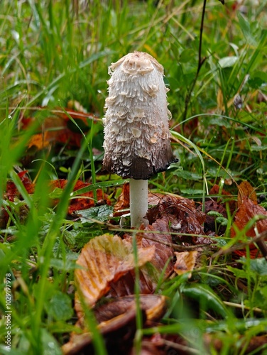 Dung mushroom growing in autumn in the grass.
 photo