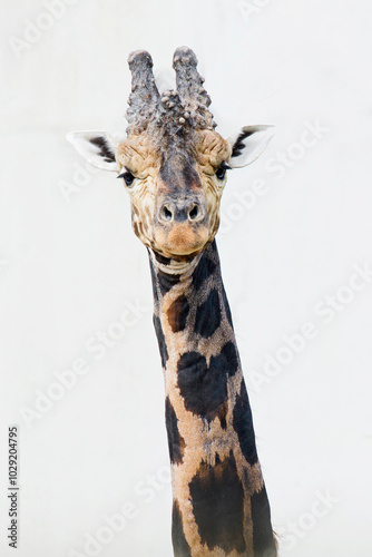 portrait of a giraffe with white backdrop 