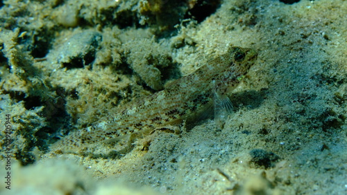 Anemone goby (Gobius bucchichi) undersea, Aegean Sea, Greece, Halkidikii, Pirgos beach