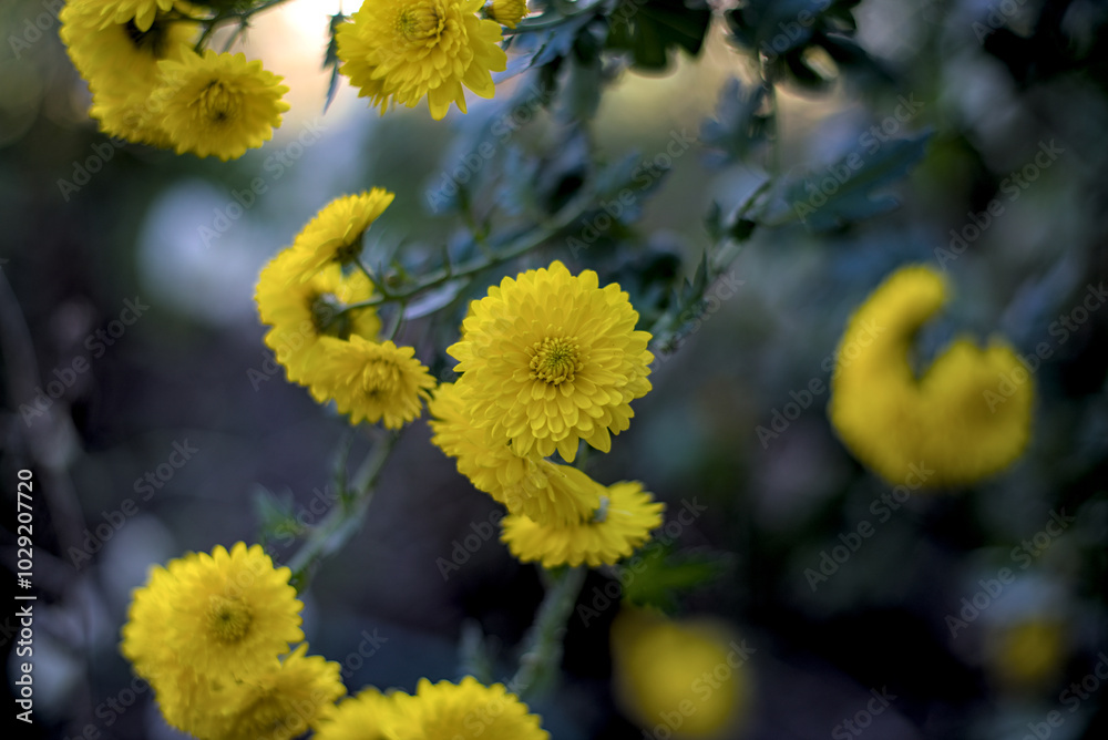 Bunch of yellow aster flowers in October