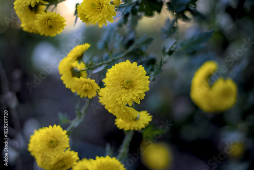 Obraz na płótnie Bunch of yellow aster flowers in October w salonie