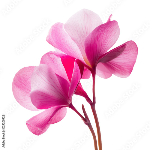 Elegant Cyclamen Flowers Isolated on Transparent Background – Great for Creative Marketing Campaigns, Floral Decor, and Product Promotions.
 photo