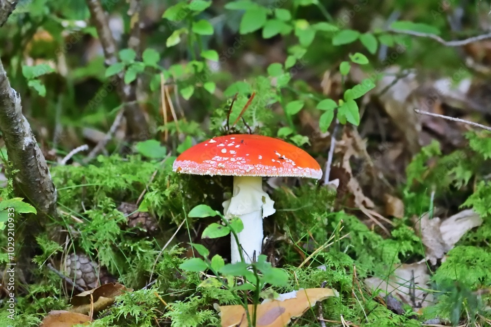 Fliegenpilz (Amanita muscaria) in Österreich, Fliegenpilz (Amanita muscaria) in Österreich,