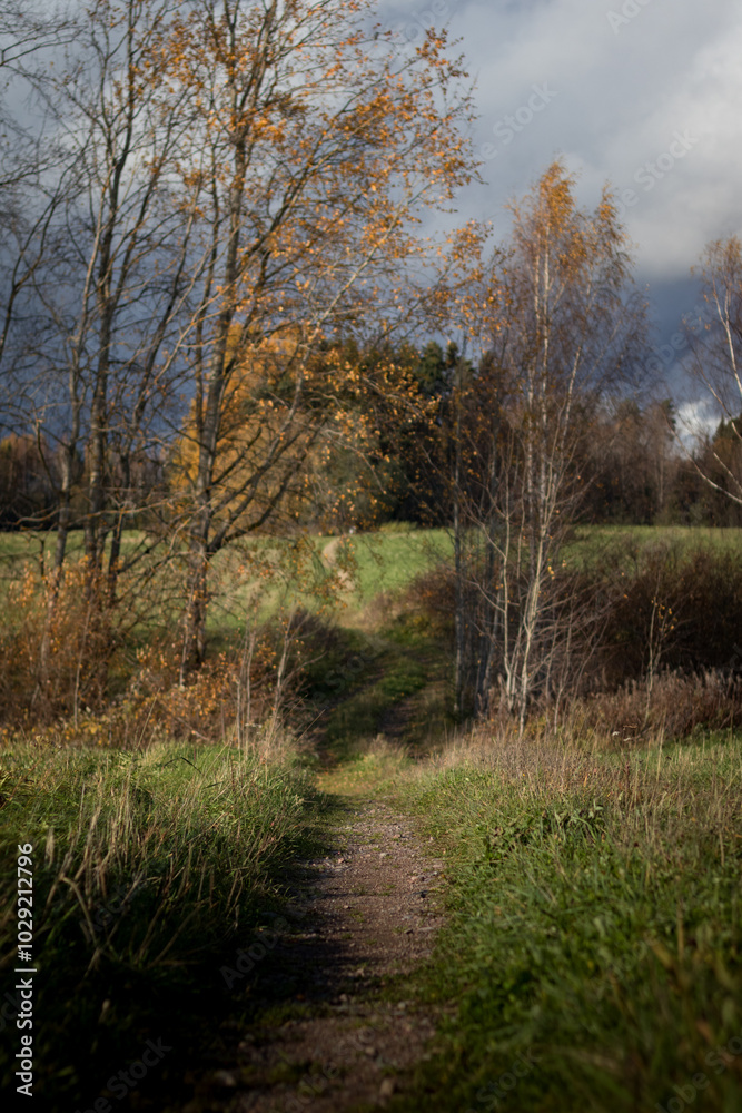 A grassy autumn path leading to the october forest line. A grassy autumn path leading to the october forest line.