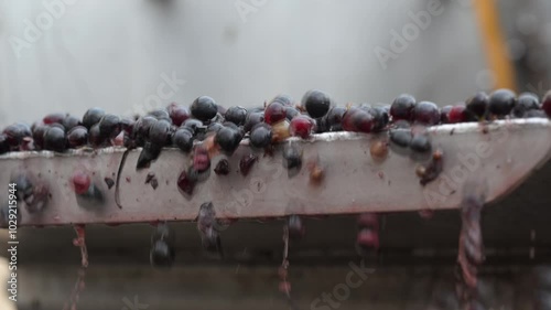 Winemaking. Wine production. Squeezing juice from grapes. High quality 4k footage