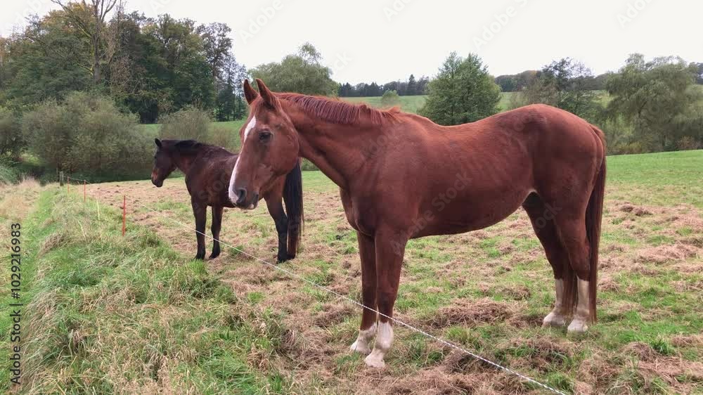 Brown domestic horses standing in a meadow on a pasture in the rural countryside during a rainy day, handheld video